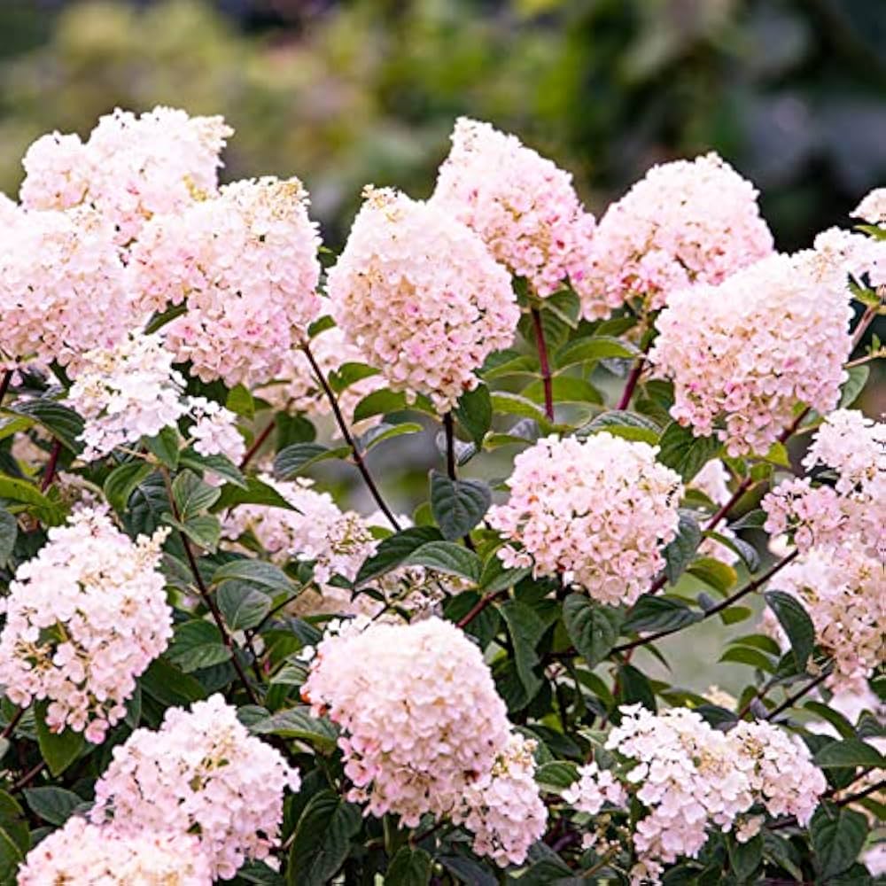 Panicle - Hydrangea for planting in home garden